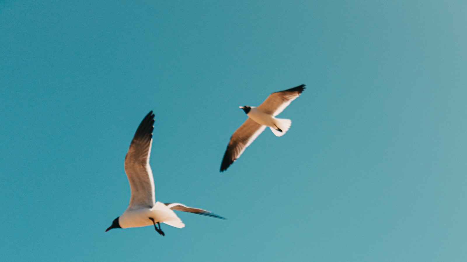 広い空を飛ぶ一羽の鳥