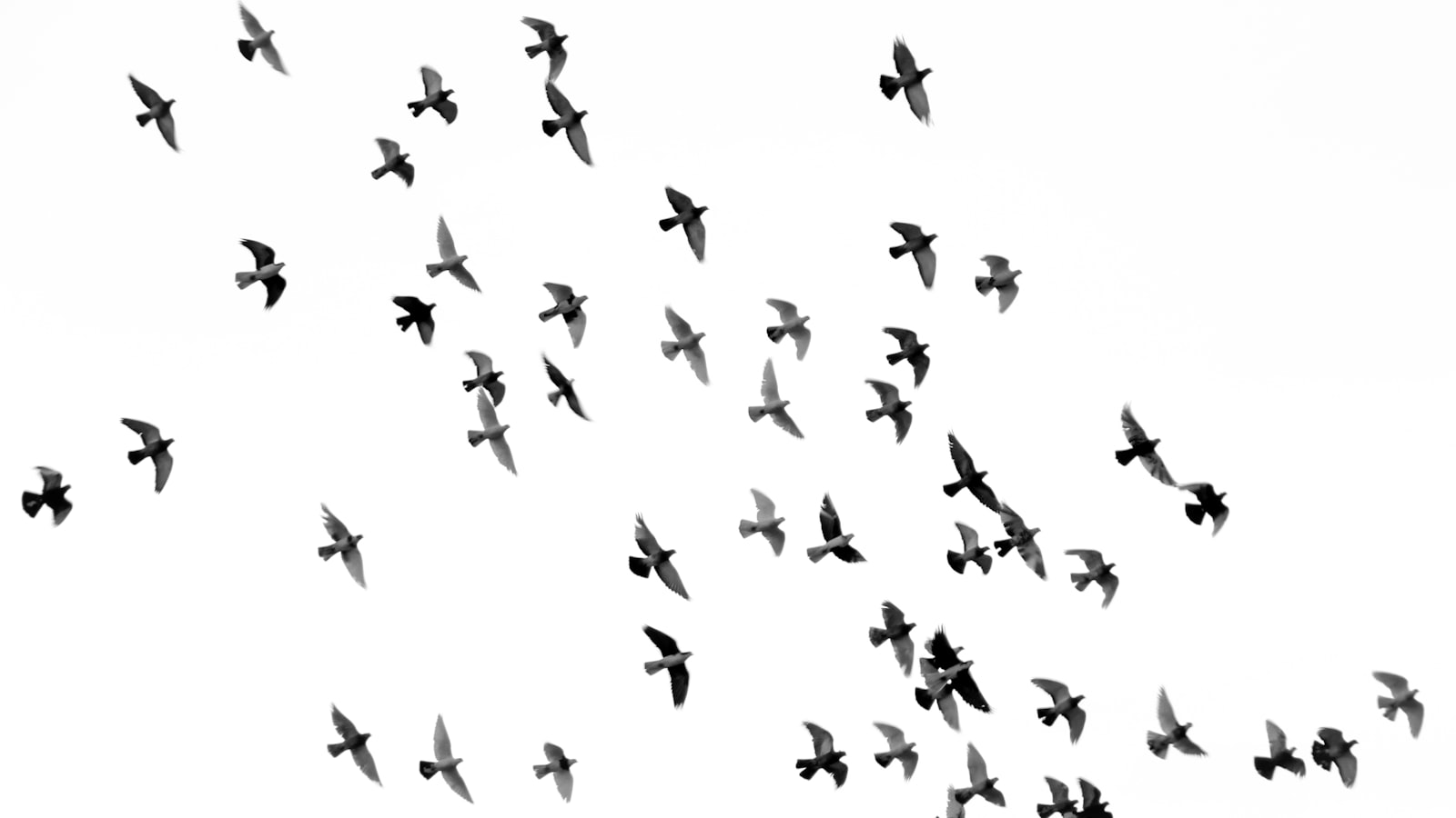 同じ方向に並んで飛ぶ鳥の群れ